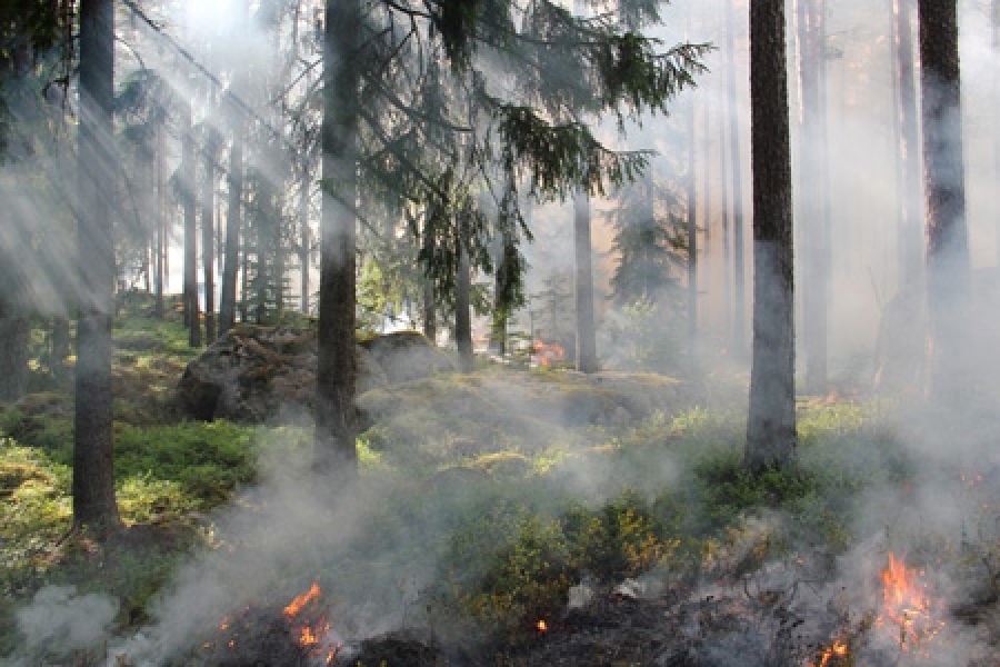 25% do Parque Natural da Serra da Estrela atingido por fogos desde julho