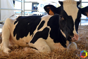 Portalegre: Leilões de bovinos repletos até finais de julho devido à seca