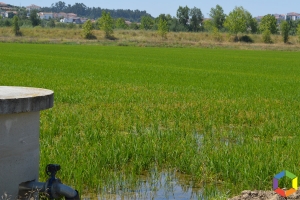 Setor agrícola responsável por 75% da água utilizada em Portugal