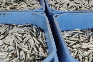 Apreendidas mais de três toneladas de sardinha em Matosinhos