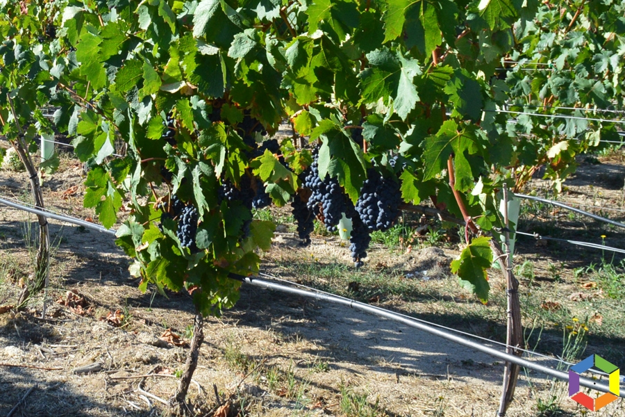 Produção de vinho deverá baixar 9% na campanha de 2022