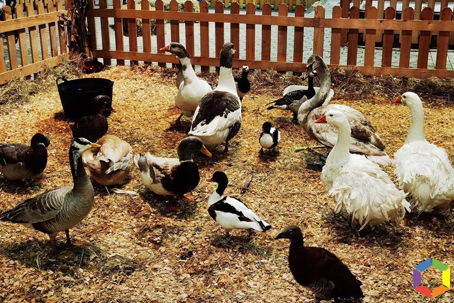 Portugal soma 25 focos de gripe das aves