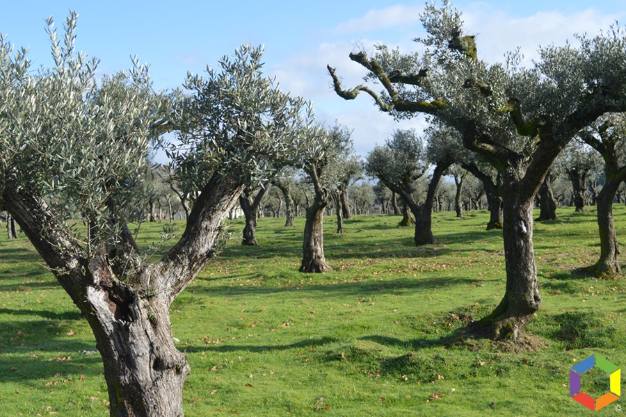 Portugal com nova certificação europeia de gestão do olival