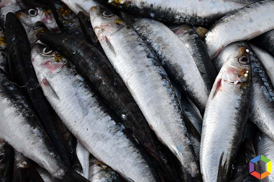 Pesca da sardinha com novos limites a partir desta segunda-feira