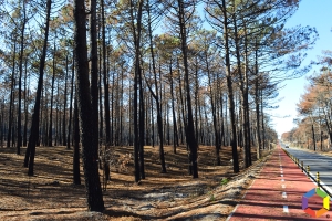 Projeto do GEOTA quer plantar 650 mil árvores no Pinhal de Leiria até 2025